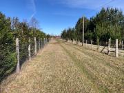 PARCELA DE 5000 A 11 KM DE VILLARRICA