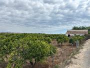 Parcela de 5000m2 con casa en la huerta de Guardamar