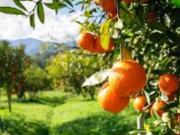Parcela en alquiler en Quart de Poblet, Comunidad valenciana
