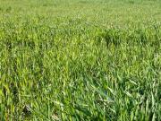 Parcela en arriendo en MELIPILLA