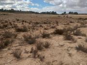 Parcela en Jumilla, ideal para construir una casa