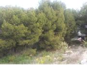 PARCELA EN LAS TORRES DE COTILLAS