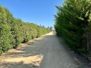 Parcela en Melipilla! con 2 Casas de 357 m2 más terreno...