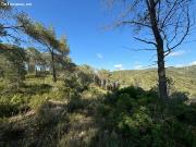 PARCELA EN OLIVELLA CON VISTAS AL MAR