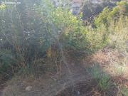 PARCELA EN VENTA DE 832 M2 EN CASTELLET I LA GORNAL...