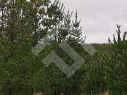 Parcela en Venta en Alto Colorado/ Hijuelas 2