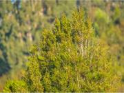 Parcela en venta en ANCUD