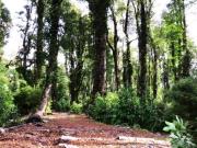 Parcela en Venta en Antillanca