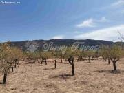 Parcela en Venta en Biar Alicante