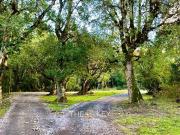 Parcela en Venta en Camino Villarrica Pedregoso Km 5