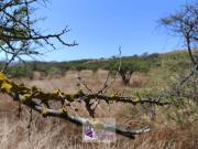 Parcela en Venta en Carretera Los Andes