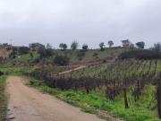 Parcela En Venta En Casablanca Hacienda Casablanca