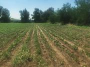 Parcela en venta en COLINA