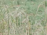 Parcela en venta en Dénia Alicante