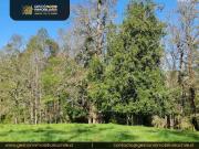 Parcela en venta en FRUTILLAR