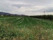 Parcela en venta en La Hoya Almendricos Purias