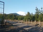 Parcela en Venta en LAGO CALAFQUEN