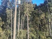 Parcela en Venta en LOS MADEROS DE PUERTO VARAS