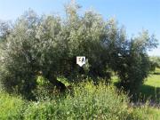 Parcela en venta en Martos Jaén