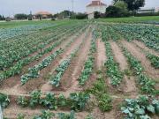 Parcela en venta en Murcia, Santa Cruz