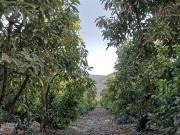 Parcela en Venta en Naltahua Isla de Maipo