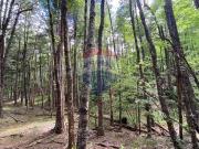 Parcela en venta en Rinconada de Pucón, Curarrehue