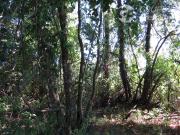 Parcela en Venta en Ruta 199 Camino a Villarrica