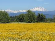 Parcela en venta en SAN RAFAEL