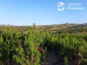 Parcela en Venta en SANTA CONSUELO DE ALCANTARA, SAN...