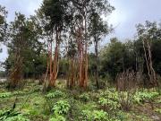 Parcela en Venta en COD37973 Parcela Venta Aisén