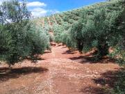 Parcela en venta en Segura de la Sierra, Andalucia