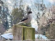 Parcela en venta en TEMUCO Parcela en venta en TEMUCO