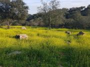 Parcela en venta en Urbanización Campomanes en Badajoz