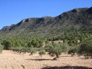 Parcela en venta en Yecla, Ayuntamiento