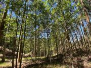 Parcela en Villarrica