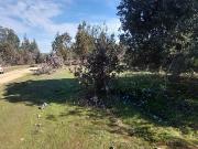 Parcela Matancilla ~ Litueche