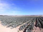 Parcela para vivienda unifamiliar a 5 minutos de Lorca...