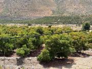 Parcela plana, con paltos en producción, agua y sistema...