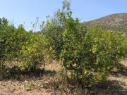 PARCELA PLANA RUSTICA CARTAMA