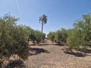 PARCELA PLANTADA DE OLIVOS A 5 MINUTOS DE CREVILLENTE