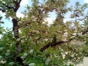 Parcela rústica con producción de almendras