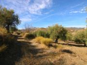 PARCELA RUSTICA DE OLIVOS CON POSIBLIDAD DE CONTRUIR...
