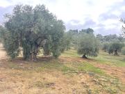 PARCELA RUSTICA EN LA ZONA DE LAS HUERTAS DEL RIO DE...