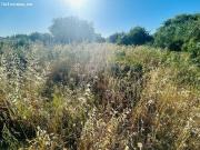 Parcela rústica segregada de 2.800 m2 en Campano