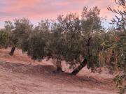 Parcela Rústica Venta Jaén