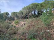 Parcela urbana en Las Jaras