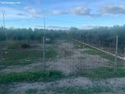Parcela Urbana en plena huerta de Murcia