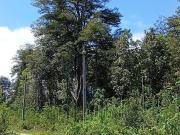 Parcela urgencia Oferta Excepcional Panguipulli