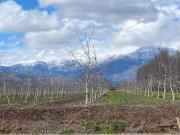 PARCELAS DE 5000 M2 EN PAINE