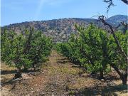 Parcelas Planas A Media Hora De Santiago Centro 5000m2 Prc
